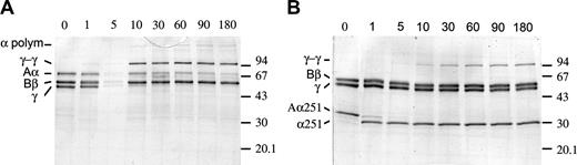 Figure 1. Factor XIIIa–induced cross-linking of Aα251 and control fibrinogen. Factor XIII and thrombin were mixed, left on ice for less than 10 minutes, and added to fibrinogen at ambient temperature. The samples with final concentrations of 1 IU/mL factor XIII, 1 IU/mL thrombin, and 1.2 μM fibrinogen were incubated for the indicated times (minutes). The reactions were stopped by addition of SDS (1% final concentration) and incubation in boiling water for 5 minutes; samples were analyzed on 12% SDS-PAGE run under reducing conditions. The 0 time point samples contained only fibrinogen. Positions of molecular weight markers are indicated on the right; positions of bands corresponding to individual fibrin chains are indicated on the left. (A) Control fibrin. (B) α251 fibrin.
