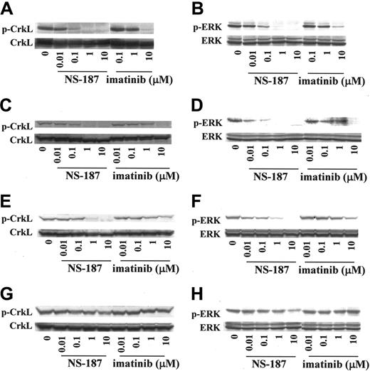 Figure 2. Effect of NS-187 on intracellular phosphorylation of CrkL and ERK. NS-187 inhibits the phosphorylation of CrkL and ERK in cells expressing wt Bcr-Abl or the E255K Bcr-Abl mutant but not in cells expressing the T315I Bcr-Abl mutant. K562 (A-B), BaF3/wt (C-D), BaF3/E255K (E-F), or BaF3/T315I (G-H) cells were incubated for 1.5 hours with the indicated concentrations of each compound. Cells were then lysed and subjected to Western blot analysis with antiphosphotyrosine antibody (A-H), anti-CrkL antibody (A,C,E,G), or anti-ERK1 antibody (B,D,F,H). The phosphorylated forms of CrkL (p) migrate more slowly than the unphosphorylated forms.