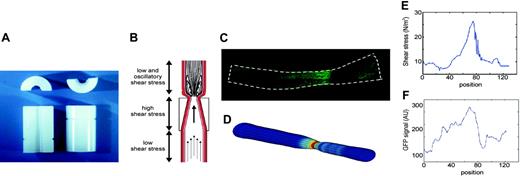 Figure 1. Design of the shear stress modifier: cast model. (A) The cast consists of 2 longitudinal halves of a cylinder with a conical lumen. (B) The theoretical design with induction of large vortices downstream of the cast in the carotid artery. Additionally, the conical lumen induces a stenosis of the vessel, causing a gradual increase in vascular shear stress in the cast area. Because of the stenosis, a region of low shear stress is created upstream of the cast. (C) Contours were obtained of GFP images, assuming a circular geometry of the vessel. (D) The computer generated 3-dimensional mesh of the vessel lumen in which the shear stress was calculated. (E) The distribution of shear stress (N/m2) along the vessel. (F) Quantification of the GFP signal using the same images as used for shear stress calculations. The distribution of eNOS-GFP (in arbitrary units) is given along the vessel wall.