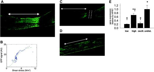 Figure 2. Effect of cast placement around carotid arteries on eNOS-GFP fluorescence. (A) Fluorescence of eNOS-GFP was imaged in the right carotid artery after the installation of a tapering cast (dashed line). The arrow indicates the position where the cast was situated (high shear stress region). The direction of the blood flow was from left to right. (B) Relationship between shear stress and eNOS-GFP fluorescence. Representative example of the relationship between the calculated shear stress and eNOS-GFP fluorescence along a linear segment of the carotid artery of an individual mouse. (C) Effect on eNOS-GFP fluorescence following downstream ligation of the carotid artery with a tapering cast or (D) placement of a nontapering cast. Arrows indicate the cast region, and dashed lines mark the site of ligation. (E) eNOS mRNA levels of the human transgene in the segments of the right carotid artery after the installment of a tapering cast: 1 mm immediately upstream of the cast (low shear stress), 1 mm in the cast (high shear stress), and 1 mm immediately downstream of the cast (oscillating shear stress), and in 1 mm of the contralateral control carotid artery (undisturbed shear stress); n = 3 groups (5 animals/group), *P < .05 versus low shear stress, †P < .05 versus undisturbed shear stress. All data are means ± SEM. Note that panel A is derived from the same picture as that in Figure 1C.