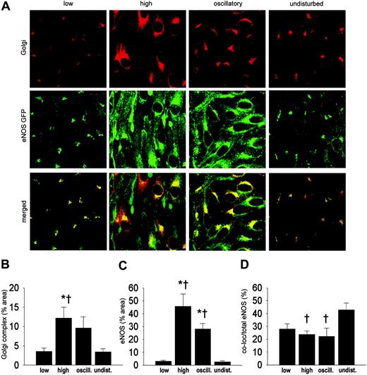Figure 3. Intracellular localization of eNOS-GFP and Golgi complex in areas of the carotid artery experiencing different shear stress patterns after 2 days of cast placement. (A) In the top panel, Golgi complex in corresponding vascular regions visualized by en face immunofluorescence staining. Indicated are the low shear stress region (low), the high shear stress region (high), the oscillatory shear stress region (oscillatory), and the control region (undisturbed). Fluorescence was monitored by en face confocal microscopy in stacks of 500 × 500 × 40 μm each. In the middle panel, fluorescence of eNOS-GFP in endothelial cells located in the 3 different shear stress regions and in the contralateral carotid artery. In the bottom panel the top and middle panels are merged, showing the colocalization signal in yellow. (B-D) Quantification of the localization of (B) the Golgi complex, (C) the eNOS-GFP, and (D) the colocalization signals in response to the different shear stress fields in percentages of the total area (B-C) or of the total eNOS-GFP signal (D); n = 4, *P < .05 versus low shear stress. †P < .05 versus undisturbed shear stress. All data are means ± SEM.