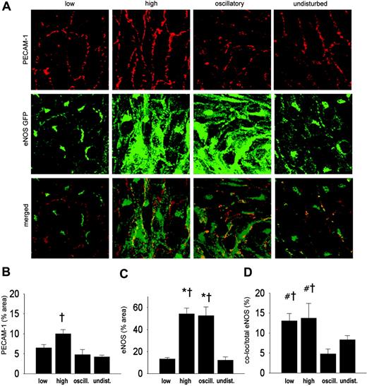 Figure 4. Intracellular localization of eNOS-GFP and PECAM-1 in regions of the carotid artery experiencing different shear stress patterns after 2 days of cast placement. (A) In the top panel, PECAM-1 in corresponding vascular regions visualized by en face immunofluorescence staining. Indicated are the low shear stress region (low), the high shear stress region (high), the oscillatory shear stress region (oscillatory), and the control region (undisturbed). Fluorescence was monitored by en face confocal microscopy in stacks of 500 × 500 × 40 μm each. In the middle panel, fluorescence of eNOS-GFP in endothelial cells located in the 3 different shear stress regions and in the contralateral carotid artery. In the bottom panel the top and middle panels are merged, showing the colocalization signal in yellow. (B-D) Quantification of the localization of (B) the PECAM-1, (C) the eNOS-GFP, and (D) the colocalization signals in response to the different shear stress fields in percentages of the total area (B-C) or of the total eNOS-GFP signal (D); n = 5, *P < .05 versus low shear stress. †P < .05 versus undisturbed shear stress. #P < .05 versus oscillatory shear stress. All data are means ± SEM.