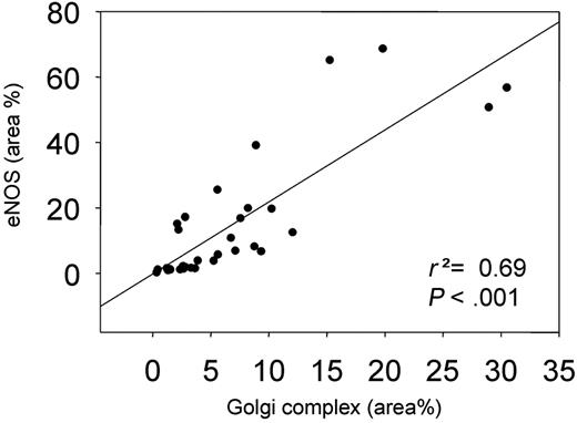 Figure 5. The correlation between the Golgi complex area versus eNOS-GFP area. Both are shown as a percentage of the total area.