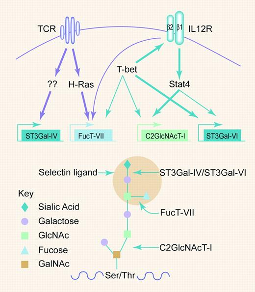 Regulated expression of specific glycosyltransferases during Th1 differentiation results in coordinated synthesis of selectin ligands on O-linked oligosaccharides. Modified from Underhill et al, in the article beginning on page 3867; modified illustration by Paulette Dennis.