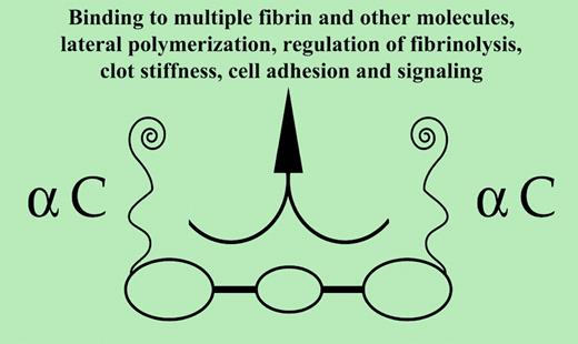Fibrin functions mediated in part or entirely by αC.