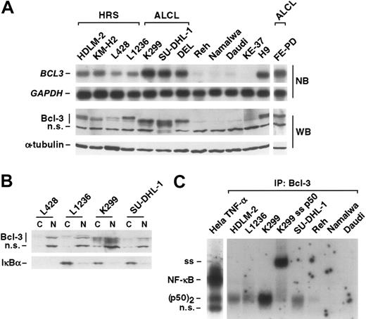 Figure 2. Bcl-3 in ALCL and HRS cells. (A) mRNA and protein expression of Bcl-3 in Hodgkin, ALCL, and other non-Hodgkin cell lines, as indicated. Top panel: mRNA analysis of BCL3 and, as control, glyceraldehyde-3-phosphate dehydrogenase (GAPDH) by Northern blot (NB). Bottom panel: protein expression of Bcl-3 in various lymphoma cell lines, as indicated. As a control, expression of α-tubulin is shown. WB indicates Western blot. (B) Localization of Bcl-3. Cytoplasmic (C) and nuclear (N) extracts of Hodgkin (L428, L1236) and ALCL (K299, SU-DHL-1) cells were analyzed for localization of Bcl-3 and IκBα by Western blot analysis. Note that L428 HRS cells lack expression of IκBα WT protein. (C) Bcl-3 IP-shift assay. Bcl-3 containing NF-κB complexes of HRS (HDLM-2, L1236), ALCL (K299, SU-DHL-1), and other non-Hodgkin cell lines (Reh, Namalwa, Daudi) were immunoprecipitated by use of an anti–Bcl-3 antibody. Thereafter, precipitated complexes were analyzed with or without supershift (ss) analysis for NF-κB DNA binding activity by EMSA. Nuclear extracts of TNF-α–stimulated Hela cells are shown as control. Positions of NF-κB and (p50)2 complexes are indicated. n.s. indicates nonspecific; IP, immunoprecipitation.