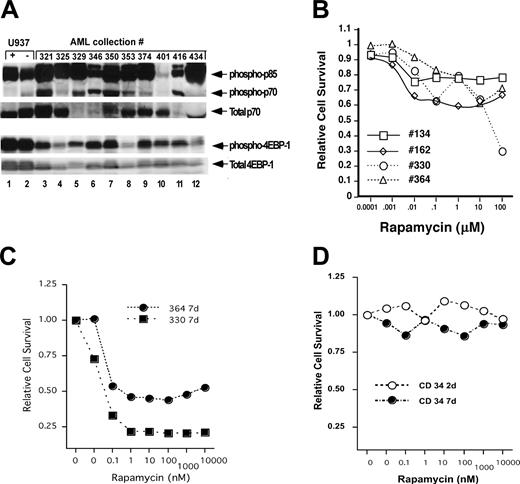 Figure 2. AML cells require mTOR for long-term survival in vitro. (A) Samples were thawed and immediately lysed for analysis. Samples were lysed and analyzed by SDS-PAGE and Western blotting for the indicated proteins. U937 cells treated with rapamycin (lane 1, +) or not treated were used as control samples. Note that in U937 samples, inhibition of phosphorylation of 4EBP-1 is not complete after treatment with rapamycin. (B) Samples were thawed, allowed to recover for 2 hours, counted, and plated at 2 × 106 cells/mL in 96-well plates. Cells were incubated in EGM2 medium for 48 hours in indicted concentrations of rapamycin, and relative cell survival was measured using the XTT assay. Results were standardized so that untreated samples were assigned a value of 1.0. (C) Cells were processed and cultured as for panel B, but plates were incubated for 7 days before analysis by XTT assay. (D) Normal human CD34 cells were cultured for 2 or 7 days in serum-free medium with hematopoietic cytokines, and relative cell survival was measured using the XTT assay described under “Materials and methods.”