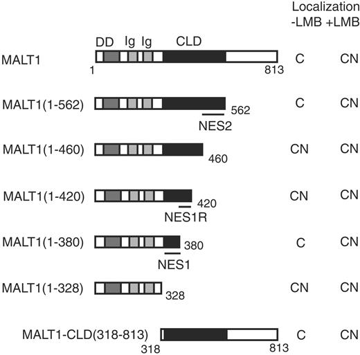 Figure 2. MALT1 deletion mutant structures and their subcellular localization with or without LMB treatment. Protein structures of various deletion mutants are shown. Numbers in the parentheses and below the structures indicate the amino acid number of MALT1. NES1 and NES2 represent the NES1 and NES2 regions (329-380AA and 461-562AA), respectively, while NES1R indicates an NES1 regulatory region (381-420AA). These regions are shown by bars below the constructs. For the nuclear localization study, 2 × 104 COS7 cells were transfected with 0.2 μg of each of the expression vectors. Treatment with 4 ng/mL LMB was conducted 18 hours after transfection, and 21.5 hours after transfection, 25 μM MG132 was added to all of the wells for the visualization of unstable proteins. At 24 hours after transfection, the cells were examined with an immunofluorescence microscope (see Figure 1). Subcellular localization is shown on the right of each structure. C indicates cytoplasm; CN, both cytoplasm and nuclei.