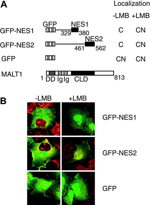 Figure 3. Subcellular localization of GFP fusion proteins containing NES regions with or without LMB treatment. (A) Protein structures of various GFP fusion MALT1 deletion mutants; GFP and full-length MALT1 expression vector are shown. NES1 and NES2 indicate the NES1 and NES2 regions, respectively. Numbers below the structures indicate the amino acid number of MALT1, and the subcellular localization pattern is shown on the right of each structure. C indicates cytoplasm; CN, both cytoplasm and nuclei. (B) COS7 cells (2 × 104) were transfected with 0.2 μg of each of the expression vectors. The cells were treated with 4 ng/mL LMB for 18 hours before examination with an immunofluorescence microscope. Nuclei were stained with propidium iodide.