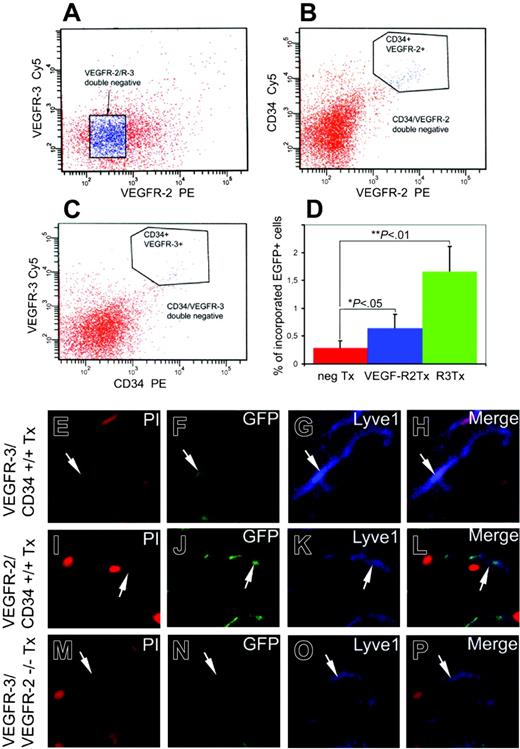 Figure 4. Transplantation of isolated BM VEGFR-2/CD34+/+ and VEGFR-3/CD34+/+ cells increased incorporation of EGFP+ cells in the newly formed LYVE-1+ structures. Bone marrow cells were FACS sorted for isolation of VEGFR-3/VEGFR-2-/- (A), VEGFR-2/CD34+/+ (B), or VEGFR-3/CD34+/+ (C) cells. Isolated cells were transplanted to irradiated mice that had been implanted with FGF-2 pellets in the corneas. The percentages of incorporated cells were counted in 5 random fields (D). Immunohistochemical analysis showing presence of VEGFR-3/CD34+/+ (E-H), VEGFR-2/CD34+/+ (I-L), or VEGFR-3/VEGFR-2-/- (M-P) cells within LYVE-1+ structures. Tissue cells nuclei were counterstained with PI (E,I,M). Arrows point to overlapping positive signals. Images were captured with a 40 ×/1.30 NA Plan Neofluar objective lens.