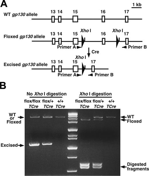 Figure 1. Generation of gp130flox/flox/TCre mice. (A) Schematic diagram of portions of the WT gp130 allele, the gp130flox/flox allele, and the gp130flox/flox allele after Cre-mediated excision of the floxed exon.4 Exon numbers are shown. The loxP sites are depicted as large arrowheads adjacent to the introduced XhoI restriction sites. Small arrowheads indicate the sites of PCR primers that were used to amplify each allele. (B) Genotype analysis. gp130 flox/+/TCre mice were bred with gp130flox/+ mice. PCR products of genomic DNA from the offspring were resolved on agarose gels before or after digestion with XhoI. Arrows indicate the products corresponding to the WT allele, the floxed allele, and the floxed allele after Cre-mediated excision of the floxed exon.