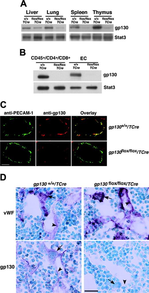 Figure 2. Specific deletion of gp130 in hematopoietic and endothelial cells of gp130flox/flox/TCre mice. (A) Immunoblots of tissue lysates probed with antibodies to gp130 or to the control protein Stat3. (B) Immunoblots of sorted CD45+ splenic T cells expressing CD4 or CD8 and of cultured lung endothelial cells (ECs) probed with antibodies to gp130 or Stat3. Cells were pooled from 3 mice from each genotype. (C) Confocal immunofluorescence microscopy of lung sections stained with antibodies to the endothelial-cell marker PECAM-1 (green) and to gp130 (red). Yellow staining indicates colocalization of PECAM-1 and gp130 in the endothelial cells of gp130+/+/TCre mice. Only green staining for PECAM-1 is present in the endothelial cells of gp130flox/flox/TCre mice. Both sections exhibit red staining for gp130 in nonendothelial cells. Scale bar represents 20 μm. Objective, × 40/0.75 NA. (D) Immunoperoxidase staining of bone marrow sections with antibodies to VWF or to gp130. Red staining for VWF is present in megakaryocytes (arrows) and sinusoidal endothelial cells (arrowheads) of both gp130+/+/TCre mice and gp130flox/flox/TCre mice. Staining for gp130 is present in megakaryocytes, a subset of other hematopoietic cells, and endothelial cells of gp130+/+/TCre mice. By contrast, there is no staining for gp130 in hematopoietic or endothelial cells of gp130flox/flox/TCre mice. Scale bar represents 50 μm. Data are representative of 3 to 4 independent experiments with 12-week-old mice. Objective, × 40/0.75 NA.