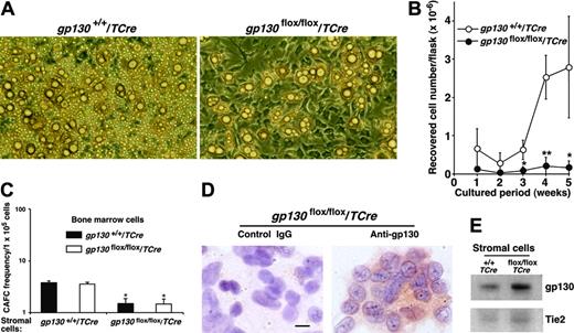 Figure 5. gp130flox/flox/TCre bone marrow does not produce hematopoietic cells in long-term cultures. (A) Photomicrographs of long-term bone marrow cultures. The stromal-cell monolayer appears normal in the gp130flox/flox/Cre culture, but there are markedly reduced numbers of nonadherent hematopoietic cells. Magnification, × 100. (B) Quantification of myeloid cells produced in long-term bone marrow cultures. Data represent the mean ± SD of triplicate determinations and are representative of at least 3 independent experiments. *P < .05 and **P < .01 compared with gp130+/+/TCre. (C) Quantification of CAFC frequency in long-term bone marrow cultures plated on irradiated stromal cells of the indicated genotype. *P < .05 compared with bone marrow cells plated on gp130+/+/TCre stromal cells. (D) Immunocytochemistry of stromal cells in gp130flox/flox/TCre cultures probed with control or anti-gp130 antibodies. Scale bar represents 10 μm. (E) Immunoblots of lysates of stromal cells from long-term bone marrow cultures probed with antibodies to gp130 or Tie2. Data are representative of 3 independent experiments.