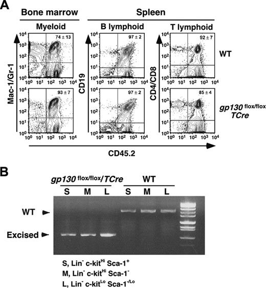 Figure 6. Serial transplantation of gp130-deficient bone marrow reconstitutes hematopoiesis in irradiated mice. (A) Bone marrow cells recovered from CD45.1+ WT mice that underwent transplantation with CD45.2+ WT or gp130flox/flox/TCre cells were transplanted into irradiated CD45.1+ WT secondary recipients. After 16 weeks, flow cytometry was used to determine the level of CD45.2 donor-cell contribution to the myeloid, B-lymphoid, and T-lymphoid populations in the reconstituted bone marrow. (B) The c-kitHiSca-1+, c-kitHiSca-1-, and c-kitLoSca-1-/Lo populations were sorted from the reconstituted bone marrow. Genomic DNA from each population was subjected to PCR analysis (Figure 1A-B) to identify the WT gp130 allele or the excised floxed gp130 allele. DNA was pooled from 4 mice for each genotype. Data are representative of 2 independent experiments.