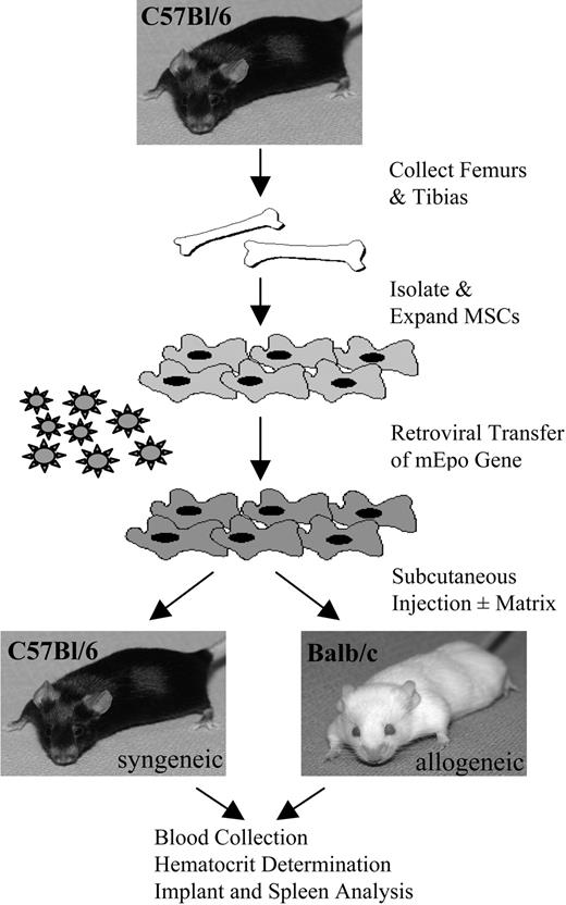 Figure 1. Experimental outline of implantations. As described in “Materials and methods,” C57Bl/6 and Balb/c mice received implants of C57Bl/6-derived MSCs retrovirally engineered to secrete Epo. Blood was collected over time for Hct measurements, and MSC implants and spleens were retrieved for analysis.