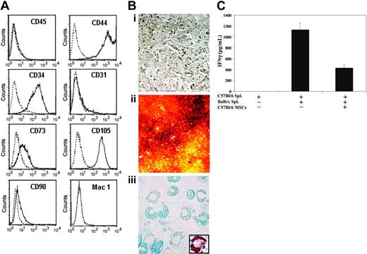 Figure 2. Characterization of murine MSCs. Flow cytometry analysis was conducted on in vitro-cultured Epo+ MSCs to determine cell surface antigen expression of CD31, CD34, CD44, CD45, CD73, CD90, CD105, and Mac1, as described in “Materials and methods” (A). The dashed line represents the isotype control, and the solid line represents the specific antibody. Epo+ MSCs, undifferentiated (Bi, × 200 magnification; objective, ×20/0.4 NA), were cultured in conditions inductive of osteogenic or adipogenic differentiation. Staining with Alizarin Red S following osteogenic differentiation revealed the mineralization of the extracellular matrix (Bii, × 50; objective, ×5/0.12 NA). Adipogenic differentiation was visualized with light microscopy (Biii, × 400; objective, ×40/0.55 NA) as well as by Oil Red O staining of lipid droplets (Biii inset, × 400; objective, ×40/0.55 NA). The immunosuppressive effects of C57Bl/6-derived MSCs against allogeneic mixed lymphocyte cultures were determined as described in “Materials and methods” (C). C57Bl/6 and Balb/c splenocytes were cocultured with or without C57Bl/6-derived MSCs, and IFNγ production was assessed by ELISA after 3 days. MSCs were pretreated with recombinant mouse IFNγ and extensively washed in PBS prior to addition to the mixed lymphocytes cultures (n = 4 per group, mean ± SEM).