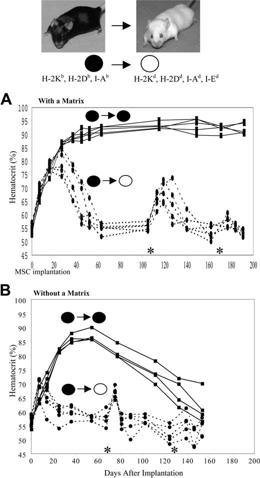 Figure 3. Hematocrit of C57Bl/6 and Balb/c mice implanted with Epo-secreting C57Bl/6-derived MSCs. As detailed in “Materials and methods,” 107 Epo+ C57Bl/6 MSCs (black dot) were implanted subcutaneously at day 0 in C57Bl/6 mice (black dot) and Balb/c mice (white dot) embedded either in a collagen-based matrix (A) or without a matrix (B), and the Hct of recipient mice was determined over time (n = 4-5 per group). Additional subcutaneous implantations of 107 Epo+ C57Bl/6 MSCs were conducted in Balb/c mice only, at days 107 and 170 (A) or at days 69 and 132 (B), as indicated by asterisk (*).