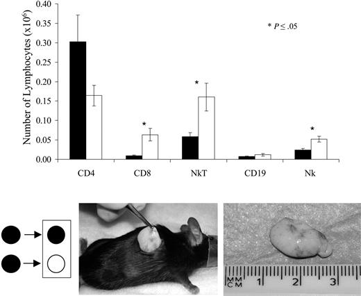 Figure 5. Analysis of cells isolated from retrieved implants. Implants of C57Bl/6 Epo+ MSCs in collagen recovered surgically (bottom picture) 15 days following subcutaneous implantation were dissociated with collagenase, and single-cell suspensions were analyzed, as indicated in “Materials and methods,” by flow cytometry, gating on lymphoid subsets on forward and side scatter. The amount of CD4, CD8, NKT, CD19, and NK cells among the host-derived lymphocytes in implants was compared between C57Bl/6 (▪) and Balb/c (□) recipient mice (average of n = 5 per group ± SEM). Filled circle on the right side of arrow indicates C57Bl/6 mouse as recipient, whereas open circle indicates Balb/c mouse as recipient of Epo+ C57Bl/6-derived MSCs.
