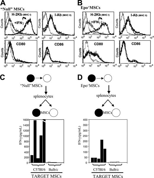Figure 6. Immunophenotypic analysis of murine MSCs and immune effects in mice. As detailed in “Materials and methods,” flow cytometry analysis was conducted to determine expression of MHC class I, MHC class II, CD80, and CD86 on cultured murine polyclonal null MSCs (A) and clonal Epo+ MSCs (B), prior to and following in vitro exposure to IFNγ. The dashed line represents the isotype control, the solid line represents the specific antibody, and the bolder line represents the specific antibody after IFNγ. As described in “Materials and methods,” polyclonal null C57Bl/6 MSCs (black dot) were implanted in Balb/c (white dot) recipients; splenocytes were recovered 15 days later and incubated in vitro for 24 hours with C57Bl/6 (▪) or Balb/c (□) MSCs; and supernatants were assayed for mouse IFNγ by ELISA (n = 5 per group) (C). Likewise, clonal Epo+ C57Bl/6 MSCs (black dot) were implanted in Balb/c (white dot) recipients; splenocytes were recovered 15 days later and incubated in vitro for 24 hours with C57Bl/6 (▪) or Balb/c (□) MSCs; and supernatants were assayed for mouse IFNγ by ELISA (n = 5 per group) (D).