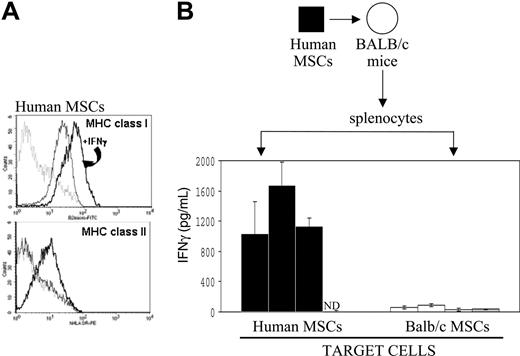 Figure 7. Analysis of human MSCs following IFNγ exposure and immune effects in mice. (A) Flow cytometry analysis on MHC class I and MHC class II was carried out on cultured primary human MSCs before and after in vitro exposure to IFNγ, as indicated in “Materials and methods”. The dashed line represents the isotype control, the solid line represents the specific antibody, and the bolder line represents the specific antibody after IFNγ. (B) As also detailed in “Materials and methods,” human MSCs (black box) were implanted in Balb/c (white dot) recipients; splenocytes were recovered 15 days later and cultured in vitro for 24 hours with human MSCs (▪) or Balb/c MSCs (□); and supernatants were tested for mouse IFNγ by ELISA (n = 3 per group). No IFNγ release was detected when splenocytes from untreated naive Balb/c mice (▦) were cocultured with xenogeneic human MSCs (ND indicates nondetected). Data are shown as average ± SD.