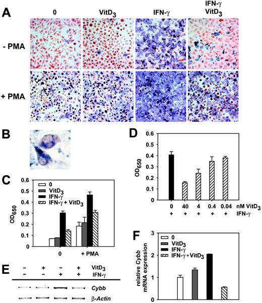 Figure 3. 1α,25(OH)2D3 inhibits the oxidative burst in IFN-γ–activated macrophages. (A) Intracellular production of superoxide anion was measured by the conversion of NBT into formazan. BMDMs grown on coverslips were cultured in the presence or absence of IFN-γ and 1α,25(OH)2D3. NBT (0.1%) with or without PMA was added for 1 hour and cells were subsequently fixed. Shown is a representative of 3 independent experiments. Original magnification × 100. (B) Single cells from panel A demonstrate specific intracellular formazan precipitation after cellular activation with PMA or IFN-γ. Original magnification × 200. (C) Quantification of O2- · production. BMDMs were cultured and NBT/PMA was added as described in panel A. The OD650 of cell homogenates was determined photometrically. (D) BMDMs were cultured with IFN-γ and different concentrations of 1α,25(OH)2D3. NBT was added and O2- · production was quantified as described. Data are presented as the mean ± SEM calculated from triplicate wells; experiments were repeated twice with similar results (C-D). (E) Semiquantitative Cybb RT-PCR. BMDMs were incubated with IFN-γ and VitD3 as described. Cybb- and β-actin–specific primers were used for amplification. Shown is a representative of 3 independent experiments. (F) Real-time Cybb RT-PCR. RNA for analysis was prepared from BMDMs described in panel E and mRNA expression was normalized as described (= relative mRNA expression).