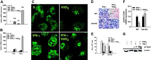 Figure 4. The roles of the Vdr and Stat1 for the 1α,25(OH)2D3-mediated inhibitory effects. (A) Real-time Vdr RT-PCR. BMDMs were incubated with IFN-γ or 1α,25(OH)2D3 or both for 48 hours, and total RNA was isolated and reverse transcribed. Vdr-specific primers were used for amplification and mRNA expression was normalized as described (= relative mRNA expression). Synergistic induction of Vdr mRNA by IFN-γ and 1α,25(OH)2D3 was confirmed in 3 additional experiments. (B) Time kinetics of Vdr mRNA induction. Vdr transcript levels were determined as described in panel A using real-time RT-PCR. (C) Intracellular localization of Vdr protein. BMDMs were cultured as described in panel A, fixed, and stained with an anti-Vdr antibody (green) and analyzed by confocal microscopy. (D) The inhibition of O2- · production by 1α,25(OH)2D3 is dependent on a functional Vdr. BMDMs isolated from WT and Vdr-KO mice were cultured with IFN-γ and 1α,25(OH)2D3 and intracellular production of O2- · was analyzed. (E) The 1α,25(OH)2D3-mediated inhibition of listericidal activity depends on the Vdr. BMDMs from WT and Vdr-KO mice were cultured with IFN-γ and 1α,25(OH)2D3 and infected with opsonized L monocytogenes for 3 hours as described in Figure 1. Data are presented as the mean ± SEM calculated from triplicate wells (plating was carried out in duplicate). (F) Real-time RT-PCR of Cybb. BMDMs (WT and Vdr-KO) were cultured as described in panel A. Cybb-specific primers were used for amplification and mRNA expression was normalized as described. The experiment was repeated 3 times with similar results. (G) Quantification of activated Stat1 after 1α,25(OH)2D3 and IFN-γ treatment. BMDMs were cultured as described in panel A and the amount of tyrosine 701-phosphorylated Stat1 protein was determined. *P < 0.05; Wilcoxon-signed rank test. Shown is a representative of at least 3 independent experiments (C-G).