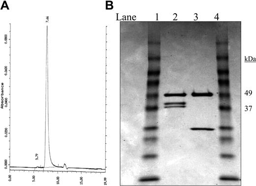 Figure 1. Characterization of 2L-Rap-hLL1-γ4P. (A) SE-HPLC trace. A single peak was observed at 7.6 minutes, which was shorter than the retention time observed for hLL1 (about 8 minutes). (B) Reducing SDS-PAGE analysis. Lanes 1 and 4: Mr markers; lane 2: 2L-Rap-hLL1-γ4P; lane 3 IgG. Two closely migrating bands attributed to the fused light chains, both larger than the light chain of hLL1, are observed in lane 2.