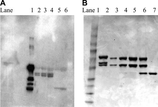 Figure 2. Presence of Rap on the light chain and glycosylation. (A) Western blotting. Lane 1: anti-Rap mAb; lanes 2 to 4: 2L-Rap-hLL1-γ4P in increasing amounts; lanes 5 to 6: hLL1. Two bands corresponding to the fused light chains of 2L-Rap-hLL1-γ4P were clearly detected in lanes 2 to 4 by a mouse anti-Rap mAb, indicating the presence of Rap on both light chains. (B) N-glycosidase treatment of 2L-Rap-hLL1-γ4P. Lane 1: Mr markers; lane 2: untreated sample; lanes 3 to 5: samples treated with excess N-glycosidase loaded in increasing amounts; lane 7.
