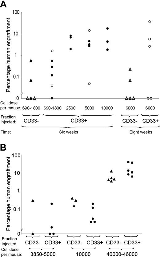 Figure 2. Engraftment of CD33- and CD33+ positive fractions of cord blood and bone marrow. (A) Engraftment of CD33+ and CD33- fractions of cord blood Lin-CD34+CD38- cells in NOD/SCID and NOD/SCID-β2m-/- mice at 6 weeks or 8 weeks. Each symbol represents one mouse. Open symbols represent NOD/SCID mice and filled symbols represent NOD/SCID-β2m-/- mice. Triangles represent mice given injections with CD33- cells and circles represent mice given injections with CD33+ cells. (B) Engraftment of CD33+ and CD33- fractions of bone marrow Lin-CD34+CD38- cells in NOD/SCID-β2m-/- mice at 6 weeks.
