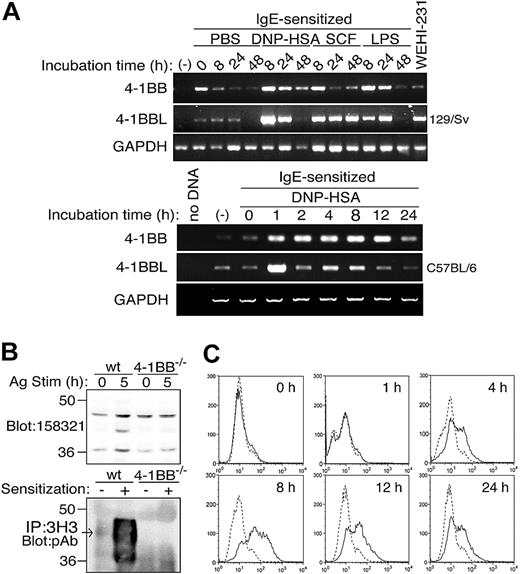 Figure 1. Inducible expression of 4-1BB mRNA and protein in mouse mast cells. (A) BMMCs derived from 129/SvJ and C57BL/6 mice were left unstimulated (-) or incubated overnight with anti-DNP IgE 206. The IgE-sensitized cells were washed and incubated with PBS, 10 ng/mL DNP23-HSA, 100 ng/mL SCF, or 1 μg/mL LPS for the indicated periods. RNAs were isolated from these cells and subjected to RT-PCR for the expression of 4-1BB, 4-1BBL, and GAPDH mRNAs. (B) 4-1BB expression was directly analyzed by immunoblotting of lysates of wild-type (wt) and 4-1B-/- BMMCs with anti-4-1BB mAb clone 158321 (top). Alternatively, immune complexes precipitated with anti-4-1BB mAb clone 3H3 were analyzed by immunoblotting with anti-4-1BB polyclonal antibody (bottom). The broad (37-45 kDa) band of 4-1BB with the strongest signal around 40 kDa in both unsensitized and IgE-sensitized wt, but not 4-1B-/-, cells is indicated by an arrow. (C) C57BL/6 BMMCs were sensitized with IgE and stimulated with antigen for the indicated periods as described in panel A. Flow cytometric analysis of surface expression of 4-1BB was performed. Continuous lines represent 4-1BB expression and broken lines isotype control. Results shown in panels A and B are representative of 3 independent experiments and those in panel C are representative of 5 similar experiments.
