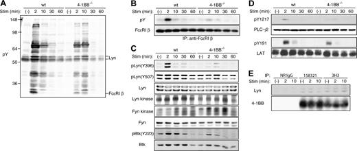 Figure 6. Defective Lyn/Btk/PLC-γ2 pathway in 4-1BB-/- mast cells. (A) Wt and 4-1BB-/- BMMCs that had been sensitized overnight with anti-DNP IgE were stimulated with 100 ng/mL DNP23-HSA for the indicated periods. Cell lysates were directly analyzed by SDS-PAGE followed by immunoblotting with the indicated antibodies (A,C-D) or first immunoprecipitated with specific antibodies and immune complexes analyzed by SDS-PAGE and immunoblotting (B,E). In vitro kinase assays were also performed on immune complexes of Lyn and Fyn (C). (E) IgE-sensitized wt BMMCs were stimulated with 10 ng/mL DNP23-HSA for 6 hours to induce 4-1BB expression, then restimulated with 100 ng/mL DNP23-HSA for the indicated periods. Results shown are representative of at least 2 experiments.