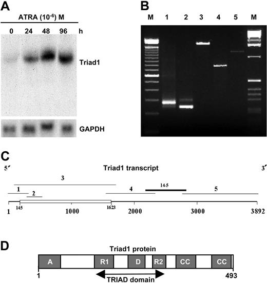 Figure 1. Identification of Triad1. (A) Northern blot hybridization using subtracted clone 14-5 detecting the ATRA-mediated induction of a 4-Kb transcript in NB4 cells (time of ATRA incubation is given at the top in hours). Rehybridization with a glyceraldehyde-3-phosphate dehydrogenase (GAPDH) probe indicates equal loading. (B) Triad1 5′- and 3′-RACE and RT-PCR fragments as depicted in panel 1C (lane numbers correspond to fragment numbers in panel 1C). Alternative splicing results in the detection of 2 RT-PCR fragments (lane 2). RACE and PCR fragments 1 to 5 were amplified using primer combinations indicated in Table 1. (C) Schematic representation of the 3.9-Kb ATRA-induced Triad1 transcript (see Figure S1 for sequences). Indicated are the 1479 open reading frame (ORF) (open box) and overlapping cDNA and 5′- and 3′-RACE fragments as well as the localization of fragment 14-5 representing the clone identified in the subtractive PCR screen. (D) Schematic representation of Triad1 protein domains. A indicates acidic domain; R1 and R2, RING finger structures; D, DRIL domain; CC, coiled coil domain.