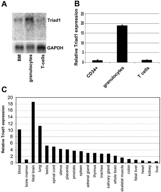 Figure 2. Triad1 is highly expressed in granulocytes. (A) Northern blot hybridization using Triad1 clone 14-5 as a probe detects high Triad1 expression in mature granulocytes compared with complete bone marrow and T cells. (B) Triad1 quantitative RT-PCR detects high expression in granulocytes and low expression in immature CD34+ and T cells. Data are from 2 samples from unrelated healthy volunteers. Expression in CD34+ cells was set at 1.0, and values were normalized for porphobilinogen deaminase (PBGD) expression as described.26 (C) Triad1 real-time PCR detects high expression in peripheral blood compared with bone marrow (expression in total bone marrow was set at 1.0). Among nonhematopoietic tissues highest expression was observed in fetal brain.