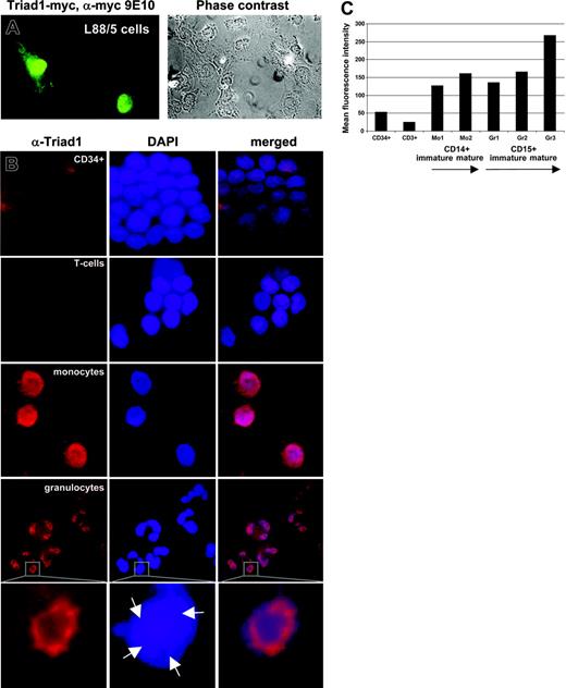 Figure 3. Triad1 is a predominantly nuclear protein and is highly expressed in mature granulocytes and monocytes. (A) IF of Triad1-myc reveals a nuclear diffuse localization with exclusion of nucleoli in L88/5 cells.53 In cells with strong nuclear staining some cytoplasmic staining is also observed. Phase-contrast image (phase contrast) indicating cellular structures are given at the right. Immunofluorescence of empty vector-transduced cells did not reveal significant staining (not shown). (B) A Triad1-specific affinity-purified antibody detects low endogenous Triad1 expression in CD34+ and T cells and high nuclear expression in mature granulocytes and monocytes. DNA was stained with 4′-6-diamino-2-phenylindole (DAPI) and merged pictures are indicated. Representative results from 1 of 3 unrelated healthy volunteers are indicated. Triad1 IF detects in granulocytes a ring-shaped nuclear sublocalization. Strongest Triad1 expression is observed in the DAPI dull region (arrows) within the lobes of the nuclei. As negative control, cells were stained with preimmune serum taken prior to peptide vaccination, revealing no significant signals (not shown). (C) Intracellular Triad1 was stained on fresh bone marrow (n = 1) or leukapheresis material (n = 1) and analyzed by flow cytometer yielding similar results. The figure shows the mean fluorescence of indicated compartments of the leukapheresis sample. Lowest expression was observed in CD3+ and CD34+ cells. Within the CD14+ fraction lowest expression was observed in the more immature fraction (Mo1) compared with mature monocytes (Mo2). Likewise, in immature myelocytic fractions (Gr1 including promyelocytes and Gr2 including myelocytes/metamyelocytes) lower expression was observed compared with mature granulocytes (Gr3). Cells were costained for Triad1 and CD45 in combination with CD34, CD3, CD14, or CD15. Within the CD14+ and CD15+ populations immature and mature compartments were defined based on CD45 staining and side scatter as described (see also Figure S2).54 Staining with preimmune serum resulted in 30- to 100-fold lower signals (not shown).