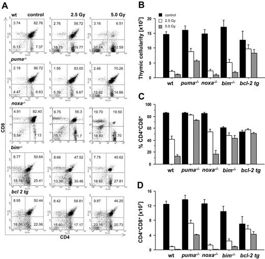 Figure 1. Puma and Bim are rate limiting for γ-radiation–induced apoptosis of thymocytes in vivo. Animals of the indicated genotypes were exposed to the indicated doses of whole-body γ-radiation and killed 20 hours thereafter. Thymi were harvested and the single-cell suspensions stained with fluorescence-conjugated antibodies to CD4 and CD8 and analyzed by flow cytometry. (A) Representative dot blots of stained thymocyte suspensions from untreated or radiated animals of each genotype indicating the percentage of CD4-8-, CD4+8+, CD4+8-, and CD4-8+ cells. The lower proportion of CD4+8+ DP cells in the thymus of untreated mice that lack Bim or overexpress Bcl-2 is expected from previous studies.23,30 (B) Thymic cellularity of untreated or radiated animals was assessed using a hemocytometer and trypan blue staining. (C) The percentage of CD4+8+ DP cells and total thymic cellularity were used to calculate (D) the absolute number of CD4+8+ DP thymocytes in control and radiated animals. Bars represent means ± SE of 4 to 10 animals of each genotype and treatment regimen from at least 4 independent experiments. tg indicates transgenic. Statistically significant differences are as follows: (D) 2.5 Gy wt vs Puma-/- (P < .001), 5.0 Gy wt vs Puma-/- (P < .001), 2.5 Gy wt vs Bim-/- (P = .003), 5.0 Gy wt vs Bim-/- (P = .001), 2.5 Gy wt vs vav-BCL2 (P < .001), 5.0 Gy wt vs vav-BCL2 (P < .001).
