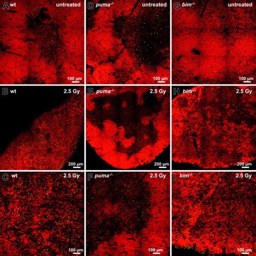 Figure 2. γ-Radiation–induced apoptosis of thymocytes is mediated by a Puma- and Bim-dependent mechanism. Thymic sections derived from wt (A-C), Puma-deficient (D-F), and Bim-deficient (G-I) animals 20 hours after exposure to 2.5 Gy γ-radiation were TUNEL stained using FITC-dUTP to detect nicked DNA in apoptotic cells. Nuclei were counterstained using 7-AAD. Sections were analyzed using a ZEISS Axiovert fluorescence microscope. The top panels show stains of representative thymic sections from untreated animals, revealing comparable numbers of TUNEL+ (green) cells in all genotypes analyzed. After exposure to 2.5 Gy γ-radiation, marginal zone and cortical structures are no longer visible in the wt (B) and are reduced in Bim-/- (H) thymic sections but clearly maintained in the Puma-/- thymus (E). At higher magnification (bottom panels), sections from wt mice (C) exhibit significantly more TUNEL+ apoptotic cells than those from Puma-/- or Bim-/- animals (F,I). The images are representative of 3 or more independent stains performed on organs of at least 2 animals per genotype and treatment.