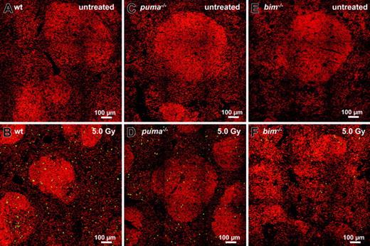 Figure 4. In situ analysis of γ-radiation–induced apoptosis of splenocytes. Sections from untreated (top panels) or γ-radiated (bottom panels) spleens derived from wt (A-B), Puma-deficient (C-D), and Bim-deficient (E-F) animals 20 hours after exposure to 5.0 Gy were TUNEL stained using FITC-dUTP to detect nicked DNA in apoptotic cells. Nuclei were counterstained using 7-AAD. Sections were analyzed using a ZEISS Axiovert fluorescence microscope. Analysis of sections failed to reveal TUNEL+ apoptotic cells in control animals (A,C,E). Numerous TUNEL+ apoptotic cells are visible in sections derived from wt animals (B), but significantly fewer green cells appear in Puma-/- or Bim-/- sections (C,E). Representative images of 3 or more independent stains performed on organs of at least 2 animals per genotype and treatment are shown.