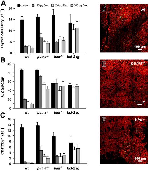 Figure 5. Delay of glucocorticoid-induced apoptosis in Puma- or Bim-deficient thymocytes. Animals of the indicated genotypes were injected intraperitoneally with graded doses of dexamethasone and killed 20 hours later. Thymi were harvested, and single-cell suspensions were counted and stained with fluorescence-conjugated antibodies to CD4 and CD8 and analyzed in a flow cytometer. (A) Total thymic cellularity of saline or dexamethasone-injected animals. (B) The percentage of CD4+8+ double-positive cells and total thymic cellularity were used to calculate (C) the absolute number of immature CD4+8+ DP thymocytes present in control and dexamethasone-treated animals. Bars represent means ± SE of 3 to 6 animals of each genotype and treatment regimen from at least 3 independent experiments. Statistically significant differences are as follows: (C) CD4+8+ DP thymocytes: wt versus Puma-/- (P < .033), wt versus Bim-/- (P < .05), wt versus vav-BCL2 (P < .013). Thymic sections derived from wt (D), Puma-deficient (E), and Bim-deficient (F) animals 20 hours after exposure to 250 μg dexamethasone were TUNEL stained using FITC-dUTP to detect nicked DNA in apoptotic cells. Nuclei were counterstained using 7-AAD. Sections were analyzed using a ZEISS Axiovert fluorescence microscope. The images are representative of 2 independent stains performed on organs of at least 2 animals per genotype and treatment.