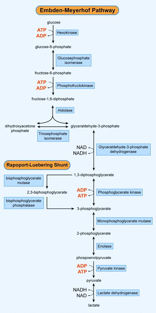 Figure 1. Schematic overview of the Embden-Meyerhof pathway and the Rapoport-Luebering shunt. Illustration enhanced by A. V. Chen.