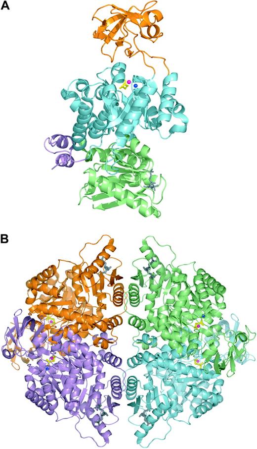 Figure 3. Human erythrocyte pyruvate kinase in complex with substrate analog phosphoglycolate and the allosteric activator fructose-1,6-diphosphate. Ribbon representation of the human erythrocyte pyruvate kinase monomer (A) and tetramer (B). Phosphoglycolate and fructose-1,6-diphosphate are shown in stick representation and colored yellow and gray, respectively. Metal ions in the active site are shown as blue (potassium) and pink (manganese) spheres. (A) PK monomer with domains N, A, B, and C colored violet, cyan, orange, and lime, respectively. (B) PK tetramer with individual subunits colored lime, cyan, violet, and orange. (The figures were generated from the atomic coordinates of protein data bank entry 1LIU using the program PyMOL.)