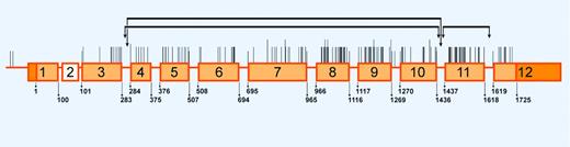 Figure 4. Distribution of PKLR mutations associated with PK deficiency. Schematic representation of the PKLR gene and its erythroid-specific promoter. Exons, but not introns, are drawn to scale. Exons are numbered and depicted as orange rectangles with 5′ and 3′ noncoding sequences in dark orange. The white rectangle represents the liver-specific exon 2. Nucleotides are numbered starting from ATG in red blood cell-specific exon 1. The locations of the more than 160 mutations associated with PK deficiency93 are indicated by vertical lines. Larger vertical lines represent multiple base changes at the same nucleotide position. The horizontal lines indicate the extent of the 3 large deletions known to date. Illustration enhanced by A. V. Chen.