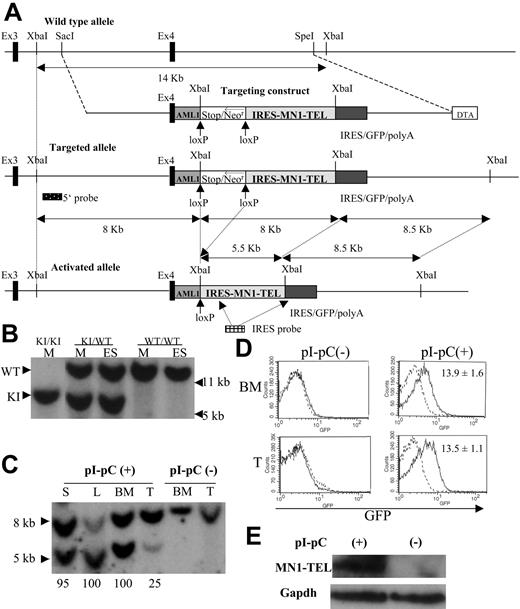 Figure 1. Knock-in of the conditional MN1-TEL transgene into the mouse Aml1 locus. (A) Scheme representing the mouse Aml1 genomic locus, the targeting vector, the conditional MN1-TEL knock-in (KI) allele generated by homologous recombination, and the activated allele after Cre-mediated deletion of the transcriptional stop cassette. The Aml1 exons 3 and 4 are indicated by solid boxes. The human AML1 cDNA (62 bp of exon 4 followed by the remaining coding region in exons 5 to 7) was inserted in-frame into mouse Aml1 exon 4 to maintain AML1 expression from the KI allele. We flanked a cassette containing a transcriptional strong stop followed by a phosphoglycerokinase promoter (open box)–driven neomycin resistance gene (Neor) with lox-P recombination sites. An IRES (internal ribosome entry site)–MN1-TEL-IRES-GFP (green fluorescent protein)–polyA (polyadenylation sequence) cassette was cloned 3′ of the stop/Neor sequences. For negative selection, a diphtheria toxin-A cassette (DTA) was added. Hybridization probes to detect the targeted Aml1 allele (5′ probe) and removal of the stop/Neo cassette (IRES probe) are shown. (B) Southern blot detection of the Aml1-stop-IRES-MN1-TEL-IRES-GFP allele. Genomic DNA of ES cells (ES) or mice (M) was digested with XbaI and probed with the Aml1 5′ probe. WT indicates wild-type; KI, knock-in. (C) Southern blot detection of stop/Neo cassette removal. Southern blot showing XbaI-digested genomic DNA of tissues of MN1-TELKI/WT/Mx1-Cre+/WT (MN1-TEL/Mx1-Cre) mice injected with polyinosinic-polycytidylic acid (pI-pC) or not after hybridization with an IRES probe. This Southern blot yielded 8- and 8.5-kb bands (not separated in this figure) without Cre recombination while 8.5- and 5.5-kb bands were identified after recombination of the KI allele. Numbers below the lanes indicate the estimated efficiency of recombination. S indicates spleen; L, liver; BM, bone marrow; T, thymus. (D) GFP expression in MN1-TEL/Mx1-Cre mice. GFP expression was analyzed by FCM analysis 2 weeks after the last injection of pI-pC. Numbers indicated are mean ± SE percentage of GFP-positive cells (n = 5). (E) Detection of MN1-TEL protein in MN1-TEL/Mx1-Cre mouse BM cells. Western blot of BM cells probed with a TEL C-terminal antibody 2 weeks after the last injection with pI-pC or control phosphate-buffered saline (PBS). Gapdh detection was used as a loading control.