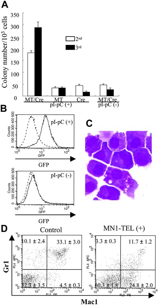 Figure 2. MN1-TEL enhances growth of myeloid progenitors and blocks their differentiation. (A) MC-2 and -3 of MN1-TEL/Mx1-Cre BM cells. Methylcellulose-based culture (MC) was performed with MN1-TEL/Mx1-Cre BM cells treated with pI-pC or not (MC-1). Colony-forming cells (CFCs) were harvested from the MC-1 and replated into MC-2. The same replating was repeated for MC-3. MT/Cre indicates MN1-TEL/Mx1-Cre; MT, MN1-TEL; Cre, Mx1-Cre. Mean ± SE is shown (n = 3). Experiments repeated in triplicate using different mice yielded identical results. (B) GFP expression in mouse CFCs. GFP expression was analyzed after 10 days in MC-2. (C) M-G staining of CFCs in MC-3. (D) Surface marker analysis of GFP-positive BM cells. BM cells were harvested from 6- to 8-week-old MN1-TEL/Mx1-Cre mice 2 weeks after the last injection of pI-pC. BM cells obtained from age- and sex-matched Aml1-IRES-GFP KI mice were used as controls. Gates for GFP-positive cells were determined by comparing their fluorescence with that of WT BM cells. Numbers indicate the mean ± SE percentage (n = 6).