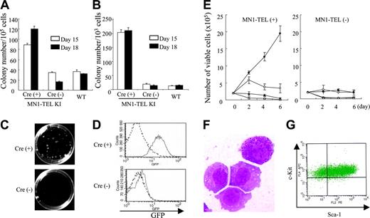 Figure 1. MN1-TEL enhances cytokine-dependent growth of myeloid progenitors. (A) In vitro hematopoietic differentiation of ES cells. MN1-TELKI/WT ES cells treated with Cre or not or WT ES cells were cultured in methylcellulose-based media (MC-1) with stem cell factor (SCF) to generate embryoid bodies (EBs). After 15 or 18 days, cells from dissociated EBs were plated into MC-2 in the presence of SCF, interleukin 3 (IL-3), and IL-6. Numbers of myeloid colonies were scored after 10 days of culture. Mean ± standard error (SE) is shown (n = 3). Experiments repeated with 3 different ES cell clones yielded identical results. (B) Colony-forming efficiency of MC-2 ES-derived hematopoietic progenitors in MC-3. Colony-forming cells (CFCs) were harvested from the MC-2 and replated into MC-3 with the same cytokines (replating assay). Numbers of myeloid colonies were scored after 10 days. Mean ± SE is shown (n = 3). Experiments repeated in triplicate using different ES clones yielded identical results. (C) Colonies in MC-3. Representative pictures captured on day 10 of culture are shown. Images were obtained as previously described.12 (D) GFP expression in ES-derived CFCs. GFP expression was analyzed by flow cytometry (FCM) after 10 days of culture in MC-2. Solid line indicates KI-ES–derived cells; broken line, control WT-ES–derived cells. (E) Cytokine-dependent growth of MN1-TEL+ myeloid progenitors. MN1-TEL/Mx1-Cre BM cells treated with polyinosinic-polycytidylic acid (pI-pC) or not were plated in MC. After the MC-3, cells were harvested and grown in liquid cultures. Numbers of viable cells are plotted. • indicates IL-3 + SCF; ○, IL-3; ▴, SCF; and ▵, no cytokine. Mean ± SE is shown (n = 3). Experiments repeated in triplicate using different cells yielded identical results. (F) May-Giemsa (M-G) staining of MN1-TEL+ cells in culture. Image obtained as previously described.12 (G) Fluorescence-activated cell sorter (FACS) analysis of Sca-1/c-Kit expression of an MN1-TEL+ cell line.