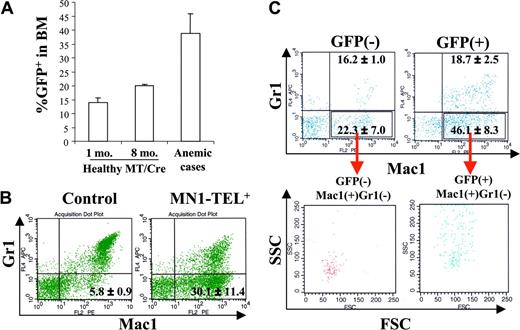 Figure 2. MN1-TEL–expressing mice develop altered myelopoiesis de novo. (A) Increased GFP+ cells in BM of MN1-TEL–expressing mice, which died of severe anemia without T-lymphoid tumor (anemic cases). Numbers indicated are mean ± SE percentage of GFP+ cells (n = 3). MT/Cre indicates control MN1-TEL/Mx1-Cre BM cells 1 month (1 mo.) or 8 months (8 mo.) after treatment with pI-pC. (B) Increased Mac1+Gr1- cells in MN1-TEL–expressing mice. The entire population of BM cells was analyzed by FCM. (Left) Age-matched control MN1-TEL/Mx1-Cre BM cells not induced with pI-pC. (Right) BM cells of MN1-TEL–expressing mice with increased number of GFP+ cells. Numbers indicated are mean ± SE percentage (n = 3). (C) Mac1+/Gr1- cells in GFP+ or GFP- BM cells of MN1-TEL–expressing mice with increased number of GFP+ cells. Gates were set to select the 10% GFP-brightest or -dimmest population in MN1-TEL–expressing mice to clearly discriminate MN1-TEL+ and MN1-TEL- cells. Numbers indicated are mean ± SE percentage (n = 3). (Top) Mac1/Gr1 expression in GFP+ or GFP- BM cells. (Bottom) FSC and SSC of Mac1+/Gr1- cells in GFP+ or GFP- BM cells.