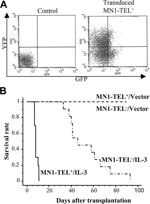 Figure 3. MN1-TEL causes aggressive myeloproliferative disease when coexpressed with IL-3 in vivo. (A) Retroviral transduction of MN1-TEL+ BM cells. BM cells were harvested from 6- to 8-week-old MN1-TEL/Mx1-Cre mice 2 weeks after the last injection with pI-pC (MN1-TEL+) or phosphate-buffered saline (PBS; MN1-TEL-). Sorted Lin- cells were transduced with pSRα–IL-3–IRES–YFP (IL-3) or pSRα-IRES-YFP (vector) retroviral vectors. Transduction efficiency was examined by FCM. A representative result of MN1-TEL+ cells transduced with IL-3 virus is shown. Uninfected WT BM cells were used as a negative control. Quadrants were determined using uninfected WT cells and GFP or YFP single-positive cells. (B) Survival analysis. Retrovirus transduced cells were transplanted into lethally irradiated syngeneic recipient mice (n = 10 in each group). Survival curves were generated according to the Kaplan-Meier method using StatView version 5.0 software (SAS Institute Inc, Cary, NC).