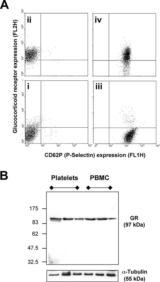Figure 3. Detection of GR in human platelets by flow cytometry and Western blotting analyses. (A) Washed platelets were permeabilized with saponin (“Materials and methods”) and stained with FITC-conjugated anti–P-selectin antibody or PE-conjugated anti-GR antibody. (Ai) Negative primary antibody control; (Aii) positive staining for GR; (Aiii) positive staining for P-selectin; and (Aiv) 2-color staining demonstrating dual positivity of platelets for P-selectin and GR (representative of data from 3 donors). (B) Human washed platelets and correspondent PBMC samples express GR; platelet GR has identical MW to PBMC GR. Blot is with samples from 3 distinct donors, and it is representative of 3 separate experiments.