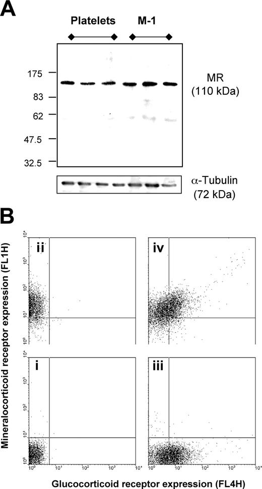 Figure 5. MR expression in human platelets. (A) Protein extracts from washed platelets or HEK cells were prepared as detailed in “Materials and methods” and analyzed by WB for MR expression; a band corresponding to the expected MW was observed. Blot is with samples from 3 distinct cell preparations, and it is representative of 3 separate experiments. (B) Washed platelets were permeabilized with saponin (“Materials and methods”) and stained with FITC-conjugated antibody to MR or Cy5-conjugated anti-GR antibody. (Bi) Negative primary antibody control; (Bii) positive staining for MR; (Biii) positive staining for GR; and (Biv) 2-color staining demonstrating platelet dual positivity for MR and GR (representative of data from 3 donors).