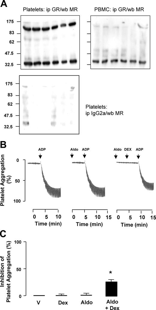 Figure 6. MR/GR association and aldosterone effect in human platelets. (A) Washed platelet extracts were immunoprecipitated with anti-GR antibodies that coprecipitated MR; the same did not occur for PBMC extracts (prepared from the same donors) or when an IgG2 isotype was used. Blots are representative of 3 distinct determinations. (B) Human PRP was incubated with 10 μM aldosterone (Aldo) before addition of 4 μm ADP; alternatively (right-hand panel), dexamethasone (10 μM) was added after Aldo. (C) Cumulative data from the experiments depicted in panel B. Data are mean ± SEM of 3 experiments with distinct platelet donors and performed in duplicate. *P < .05 versus control ADP-induced platelet aggregation.