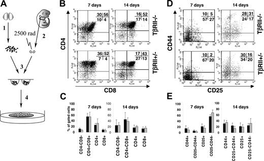 Figure 3. Development of TβRII-/- thymocytes in FTOC. (A) (1) Thymocytes were harvested from bone marrow recipients at 3 weeks after transplantation and enriched for CD4-CD8- thymocytes. (2) Simultaneously, thymic lobes from day-14.5 embryos were dissected. (3) Thymocytes and lobes were put together to aggregate in hanging drop culture for 2 days and (4) subsequently plated into FTOC cultures for 7 or 14 days until flow cytometric analysis. (B,D) Representative dot plots showing flow cytometric analysis of thymocytes at days 7 and 14 of FTOC. CD25/CD44 plots were gated for CD3+ in addition to CD4-CD8- cells to ensure immaturity. Percentage values for each subset are indicated. (C,E) Mean percentage values of T-cell subsets from a number of independent FTOC experiments. (▪) TβRII-/- FTOC thymocytes; (▦) control FTOC thymocytes (TβRII+/- or TβRIIflox/flox). Number of experiments: CD4/CD8 analysis: TβRII-/- (n = 5), control (n = 4); CD25/CD44 analysis: TβRII-/- (n = 5), control (n = 5). The scale represents mean percentage of the Ly5.2+ gated populations indicated. Results are expressed as mean ± SDs.